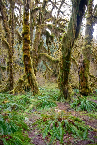 Hoh yağmur ormanlarında Olimpik Milli Parkı