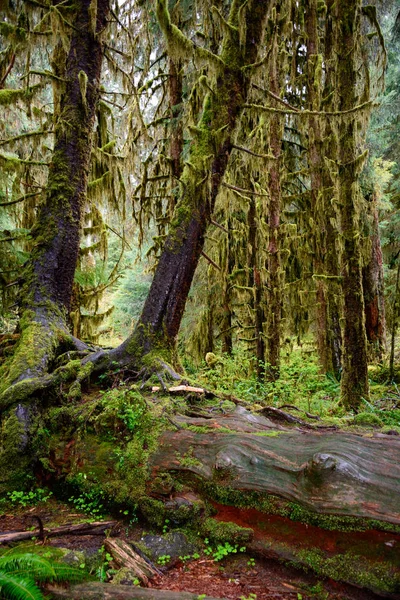 Hoh yağmur ormanlarında Olimpik Milli Parkı