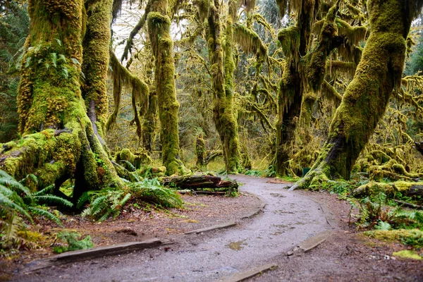 Hoh yağmur ormanlarında Olimpik Milli Parkı