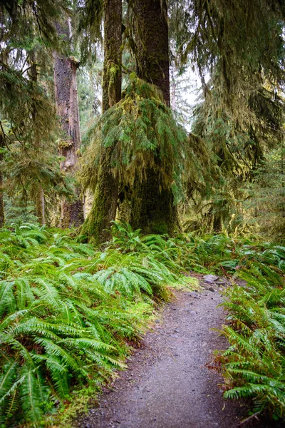 Hoh Rainforest Parque Nacional Olímpico —  Fotos de Stock