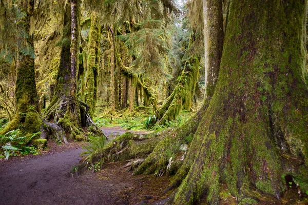 Hoh Rainforest Parque Nacional Olímpico —  Fotos de Stock