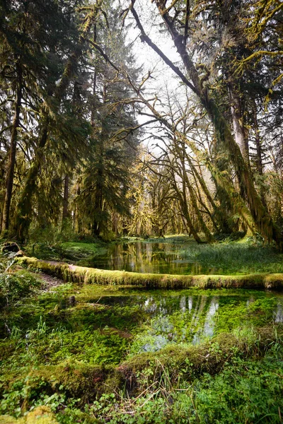 Quinault Τροπικού Δάσους Στο Εθνικό Πάρκο Olympic — Φωτογραφία Αρχείου