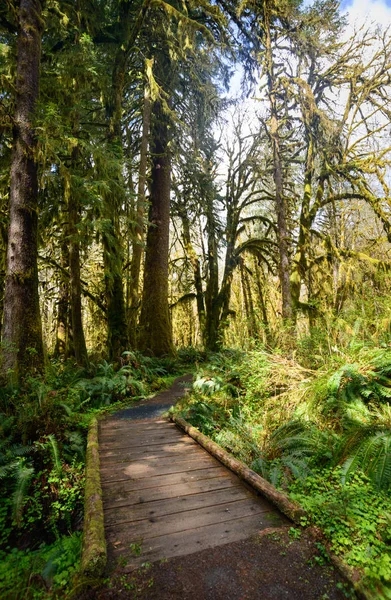 Quinault Rainforest Olympic Park Narodowy — Zdjęcie stockowe