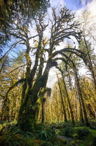 Quinault yağmur ormanlarında Olimpik Milli Parkı