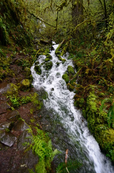 Silver Falls State Park — Stockfoto