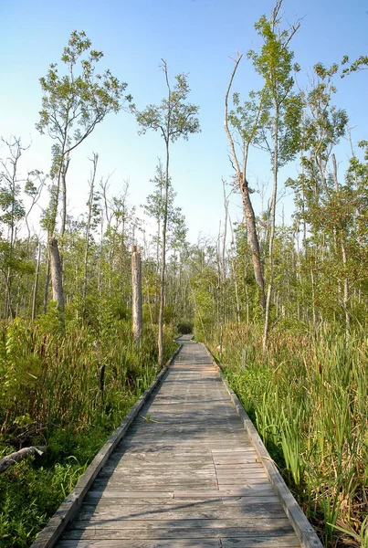 Goose Creek State Park — Stock Fotó