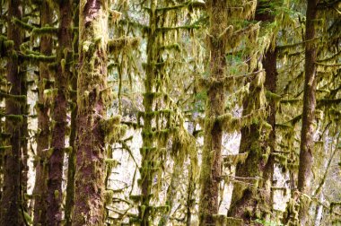 Hoh yağmur ormanlarında Olimpik Milli Parkı