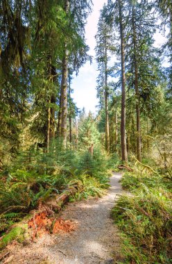 Hoh yağmur ormanlarında Olimpik Milli Parkı