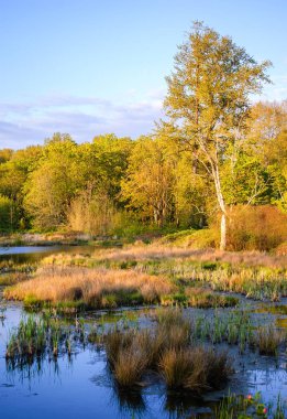 Nisqually Milli Yaban hayatı Sığınağı