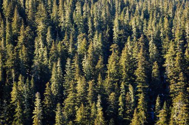 rainier Dağı Milli Parkı