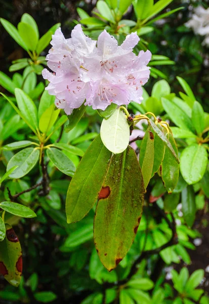 Roger Williams Ulusal Anıtı