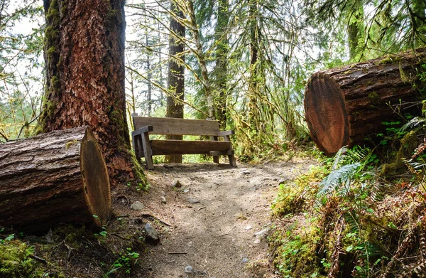 Hoh yağmur ormanlarında Olimpik Milli Parkı