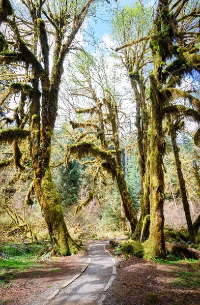 Hoh Rainforest Olympic National Park — Stock Photo, Image