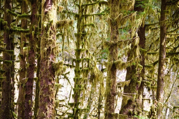 Hoh yağmur ormanlarında Olimpik Milli Parkı