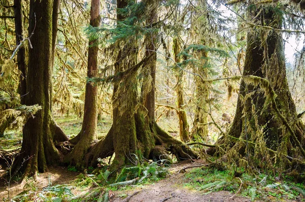 Hoh yağmur ormanlarında Olimpik Milli Parkı