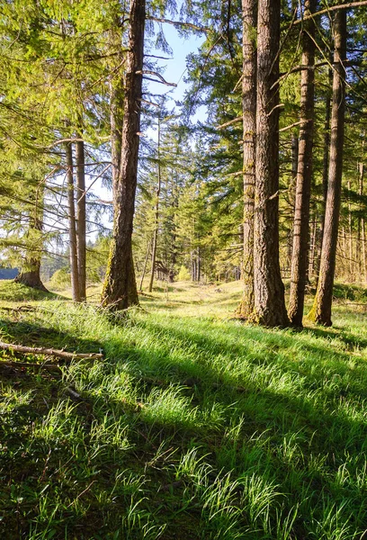 Mima Tumuli Area Naturale Conservare — Foto Stock