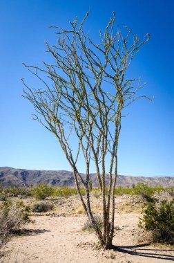 Joshua Tree Ulusal Parkı