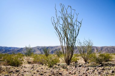 Joshua Tree Ulusal Parkı