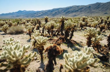 Joshua Tree Ulusal Parkı