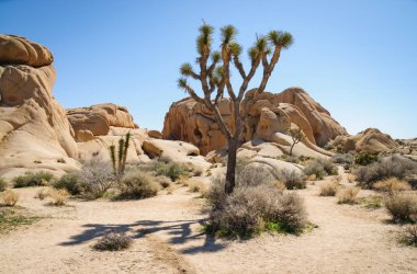 Joshua Tree Ulusal Parkı
