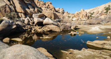 Joshua Tree Ulusal Parkı