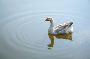 Cuyahoga Vadisi Milli Parkı