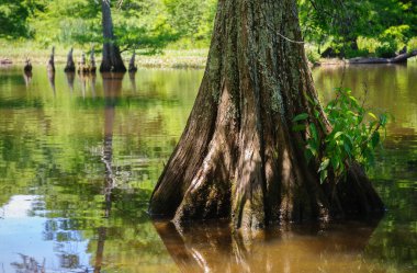 Leroy Percy State Park