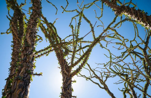 Joschua Baum Nationalpark — Stockfoto