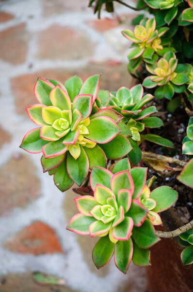 Mission San Juan Capistrano