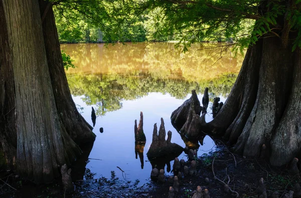 Leroy Percy State Park — Stockfoto