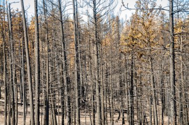 Bryce Kanyonu Ulusal Parkı