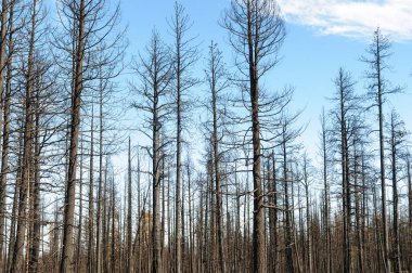 Bryce Kanyonu Ulusal Parkı