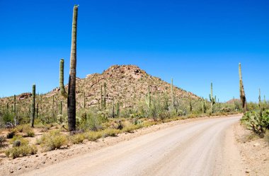 Saguaro Milli Parkı, Arizona