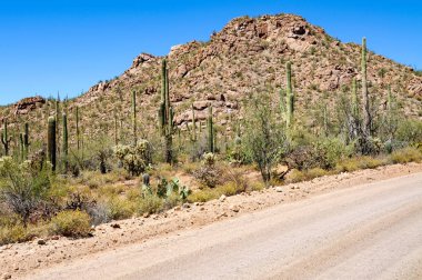 Saguaro Milli Parkı, Arizona