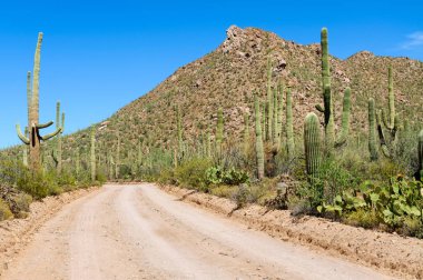 Saguaro Milli Parkı, Arizona