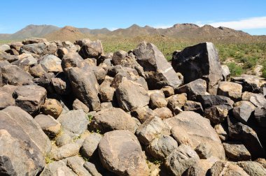 Saguaro Milli Parkı, Arizona
