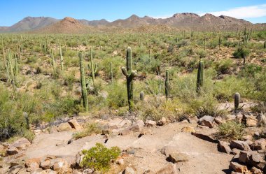 Saguaro Milli Parkı, Arizona