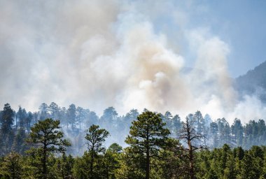 San Francisco Peaks Coconino Ulusal ormanı içinde