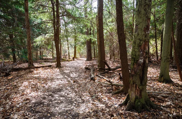 Allegheny Foresta Nazionale Estate — Foto Stock