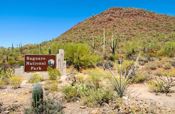 Parque Nacional Saguaro Arizona — Foto de Stock