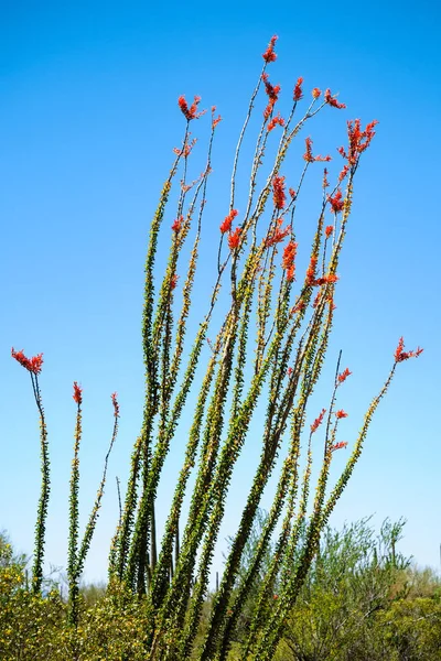 Parc National Saguaro Arizona — Photo