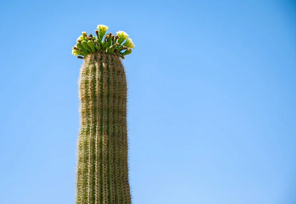 Parco Nazionale Del Saguaro Arizona — Foto Stock