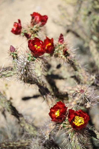 Saguaro Nationalpark Arizona — Stockfoto