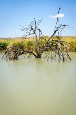 Big bend Milli Parkı