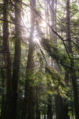 Jamestown Audubon merkezi ve kutsal