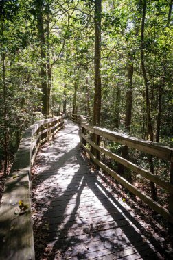 Congaree Milli Parkı koru