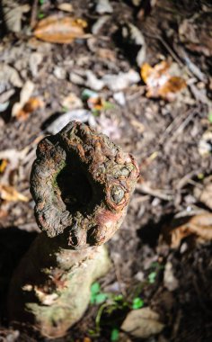 Congaree Milli Parkı koru