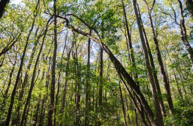 Congaree Milli Parkı koru