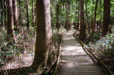 Congaree Milli Parkı koru