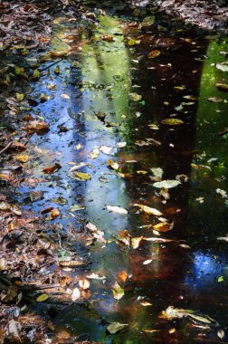 Congaree Milli Parkı koru